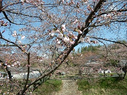 玉水堤の桜4.jpg