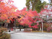 赤山禅院20191122 (16).JPG